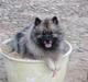 Keeshond keeshos bosco