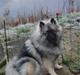 Keeshond keeshos dixi