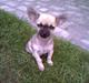 Chihuahua Tjalfe