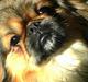 Pekingeser Lucky