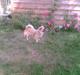 Tibetansk spaniel Coco