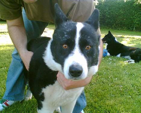 Karelsk bjørnehund Bjørnehusets Lykke *DØD* - okay... tag det billede og SLIP MIG!! billede 11