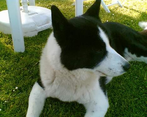 Karelsk bjørnehund Bjørnehusets Takki*Død* billede 12