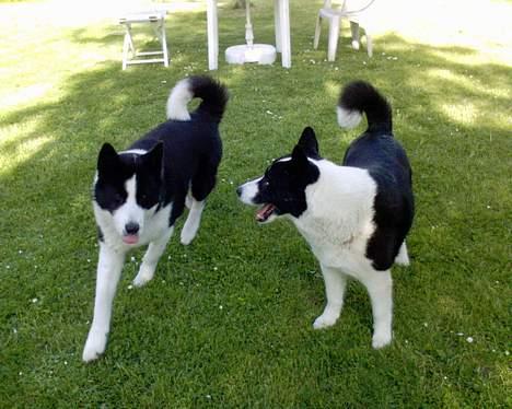 Karelsk bjørnehund Bjørnehusets Takki*Død* - ja ja.. jeg er på vej!! billede 13