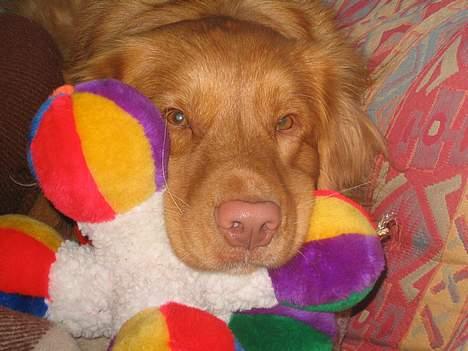Nova scotia duck tolling retriever Murphy - Murphy kan ikke undvære sit elskede sovedyr ;o) billede 2