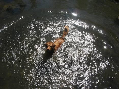 Nova scotia duck tolling retriever Murphy - smukke billede 4