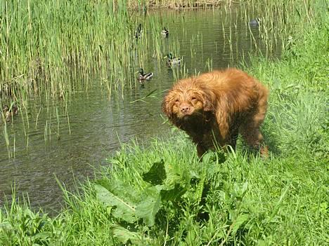 Nova scotia duck tolling retriever Murphy - SØDDD!!!  min lille bæver billede 5