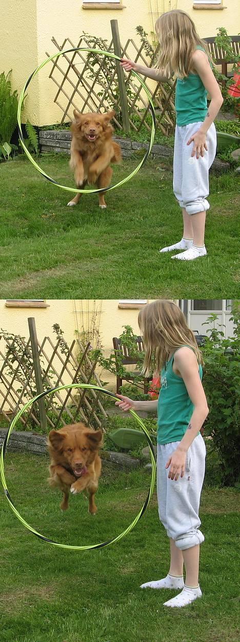 Nova scotia duck tolling retriever Murphy - mulle springer hulahopring ;) billede 6