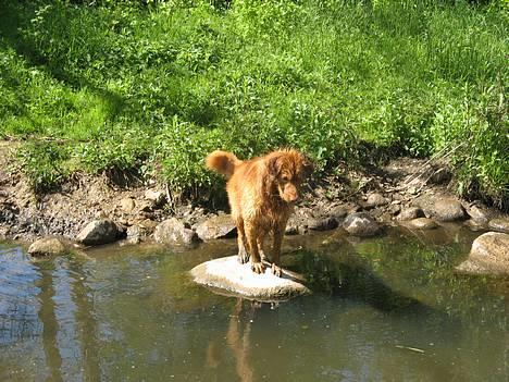 Nova scotia duck tolling retriever Murphy - så skal der balanceres,,,tør man nu også gå i vandet? billede 7