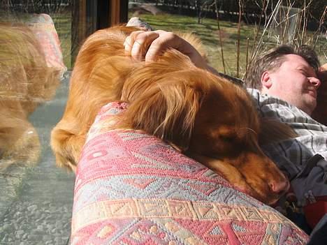 Nova scotia duck tolling retriever Murphy - han vil vist gerne være kat! (min far i baggrunden ;)) billede 8