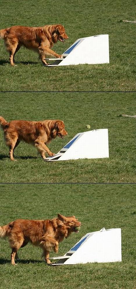 Nova scotia duck tolling retriever Murphy - MUlle til agility...med boldmaskinen ;) billede 9