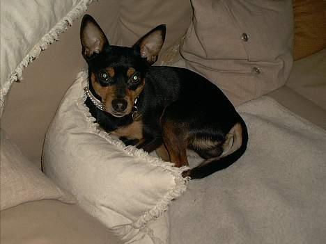 Blanding af racer mister billede 1