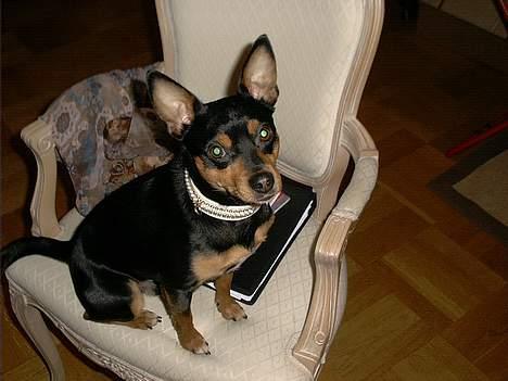 Blanding af racer mister billede 2