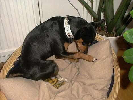 Blanding af racer mister billede 4