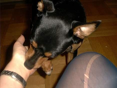 Blanding af racer mister billede 5