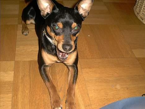 Blanding af racer mister billede 6