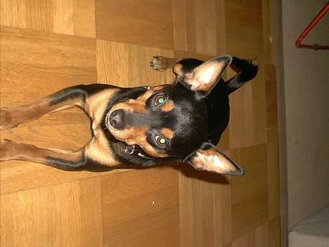 Blanding af racer mister billede 7