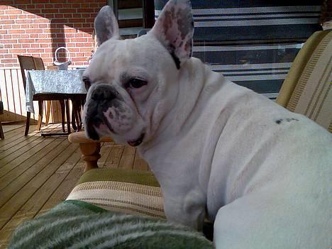 Fransk bulldog Butcho - Ligger lige i sofaen og chiller  billede 18