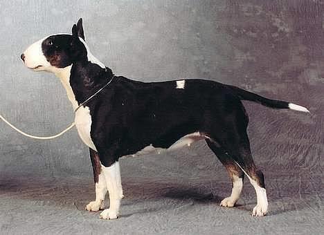 Bullterrier Tinka - mm.. nam nam billede 1