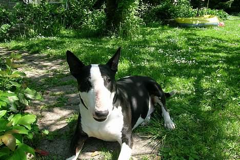 Bullterrier Tinka - Ahh det er altiid skønt og ligge og tage lidt sol:D billede 2