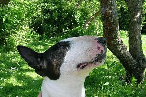 Bullterrier Tinka - se miig:D billede 3