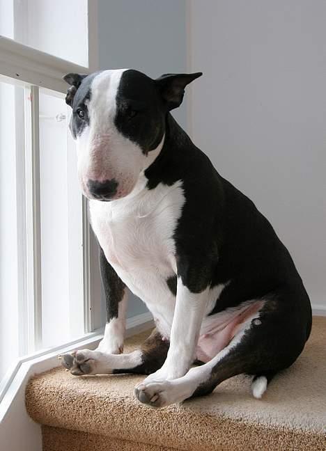 Bullterrier Tinka - Gaaab... billede 4