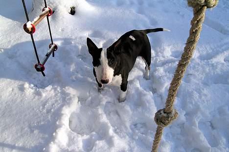 Bullterrier Tinka - Weeeh SNE.. billede 5