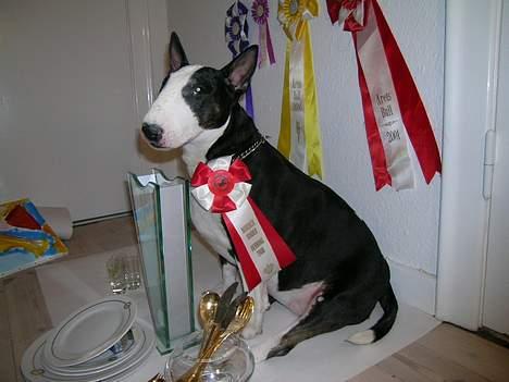 Bullterrier Tinka - ja der er flere hvor de kommer fra:P:P billede 6