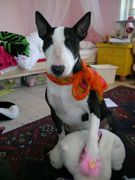 Bullterrier Tinka - se miig, jeg er prinsesse.. men hvor min drømmehund???? billede 7