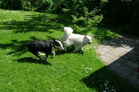 Bullterrier Tinka - hvem kommer først når veninden er størst LUNA OG TINKA BEDSTE VENINDER<33 billede 8