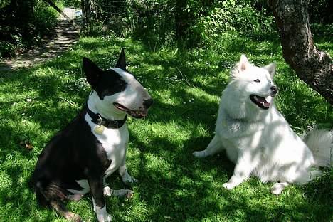 Bullterrier Tinka - Jeg elsker mijn Luna piiiq billede 9