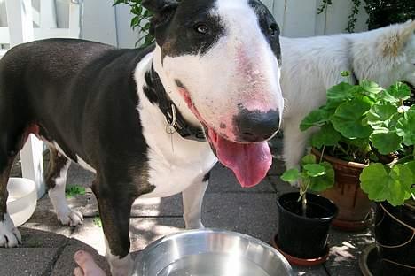 Bullterrier Tinka - pyhh det dejlig med lidt vand her i sommerheden.!  billede 10