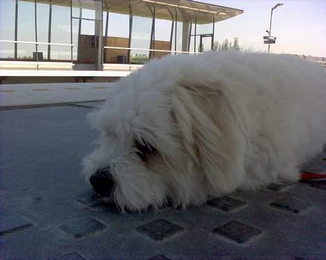 Coton de tulear Bernard  - hvor er det dog kedeligt at vente billede 2