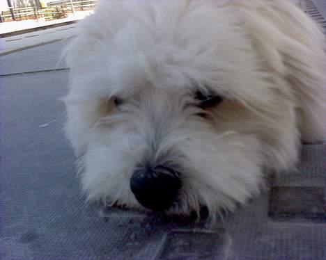 Coton de tulear Bernard  - suk billede 3