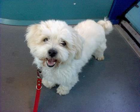 Coton de tulear Bernard  - Inde i S toget... billede 4