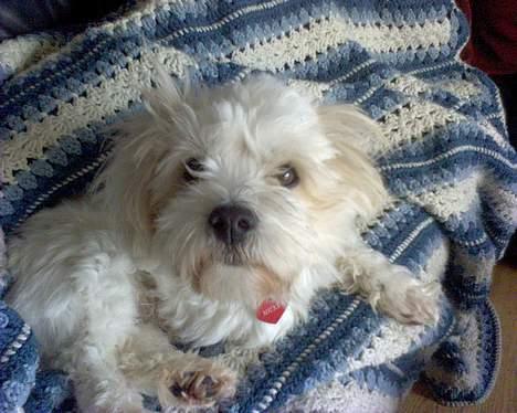 Coton de tulear Bernard  - Hva, skal jeg allerede op? (man kan vist sige han for brug for en "skønheds" søvn) billede 5