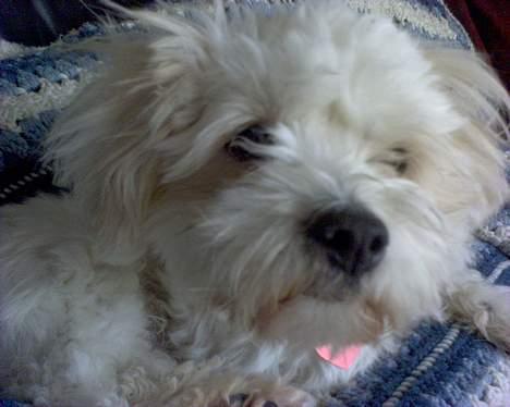 Coton de tulear Bernard  - trætte mickey igen billede 6