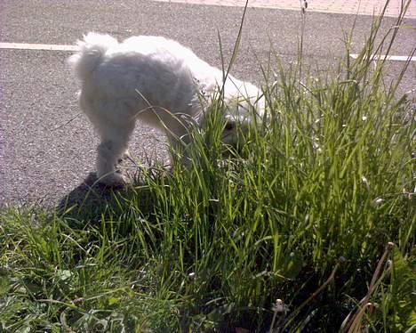 Coton de tulear Bernard  - hvis jeg nu går ind bag ved, tror du så hun kan finde mig? billede 7