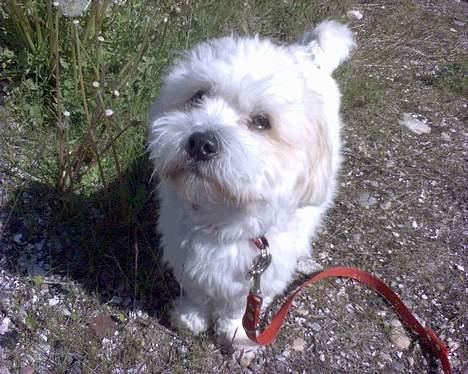Coton de tulear Bernard  - til agility billede 8