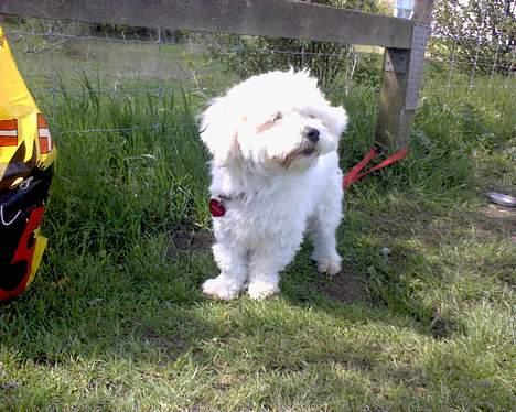 Coton de tulear Bernard  - til agility billede 9