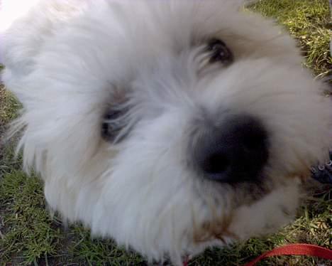 Coton de tulear Bernard  - mickeys ansigt til agility billede 10