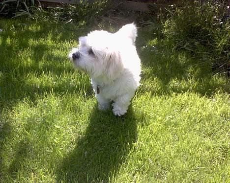 Coton de tulear Bernard  - dufte dufte billede 11