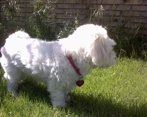 Coton de tulear Bernard  - lille mickey billede 12