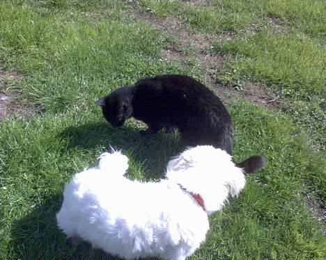 Coton de tulear Bernard  - nu tager jeg dig:D billede 13