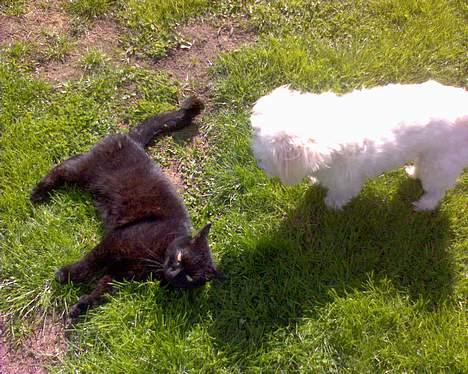 Coton de tulear Bernard  - Skal lige være sikker på den er død:P billede 14