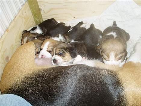 Beagle <3 PrinZezz $ille <3 - jeg vil ligge vil mor "nej jeg vil" "det er min tur" " flyt dig" billede 11