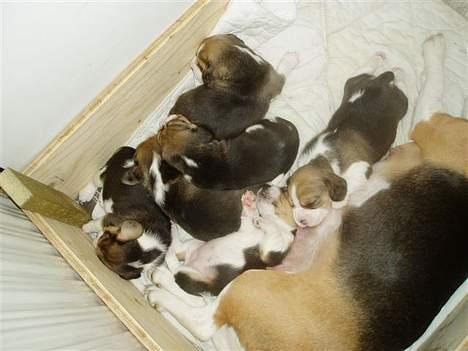 Beagle <3 PrinZezz $ille <3 -  silles små dejlige hvalpe som hun fik i 2004 :) billede 12