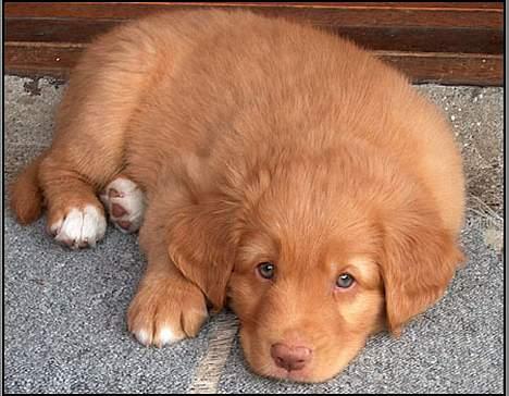 Nova scotia duck tolling retriever Murphy - Han Solo/Murphy 6 uger, læg mærke til hans blå runde øjne. :ø} billede 10