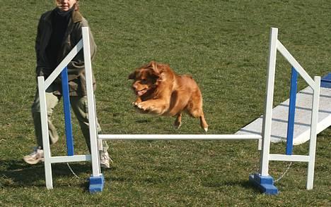 Nova scotia duck tolling retriever Murphy - smukken til agilyty billede 11