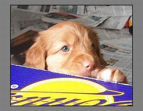 Nova scotia duck tolling retriever Murphy - "hvor tror du du skal hen Han solo(murphy). billede 12